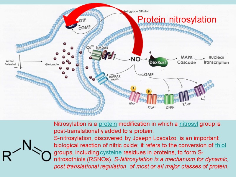 Protein nitrosylation Nitrosylation is a protein modification in which a nitrosyl group is post-translationally